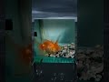 Đừng xem đến cuối 💀#funny #memes #shorts #youtube #roblox #viral #xh #xuhuongyoutube #haihuoc