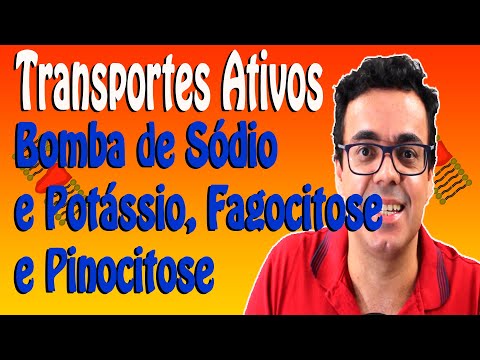 Vídeo: Quem descobriu o processo de fagocitose?