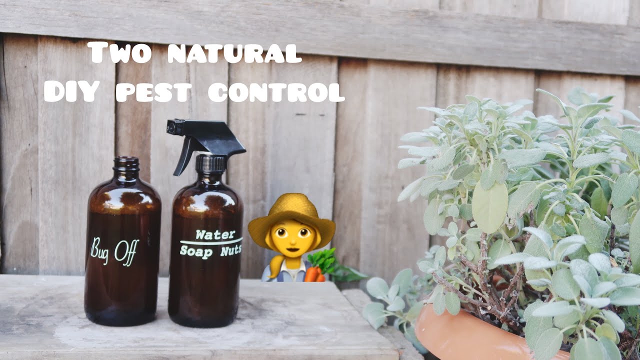 Nontoxic & natural home garden Pest control. - YouTube