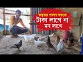 কবুতর পালন করতে টাকা লাগে না সুন্দর একটা মন লাগে।Deshe Pigon farming