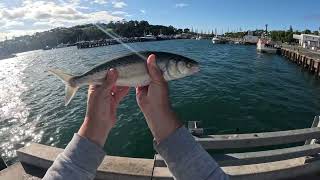Australian Salmon and Trevally Fishing in Eden