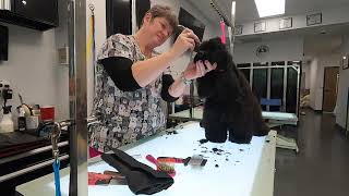 Dog behaviors in the salon and American cocker face head and ears@DogGroomingTV