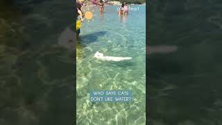 Cat Swims at Beach | Shorts