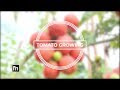 TOMATO GROWING IN UGANDA