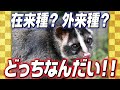 ハクビシンは在来種?外来種? バチバチのふたつの説を紹介するよ!【ハクビシン1】 #76