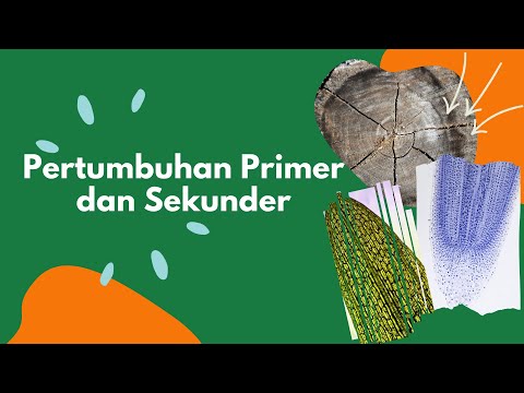 Video: Perbedaan Antara Sel Primer Dan Sekunder