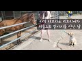 제주도 승마장에서 망아지와 리트리버의 귀여운 첫 만남