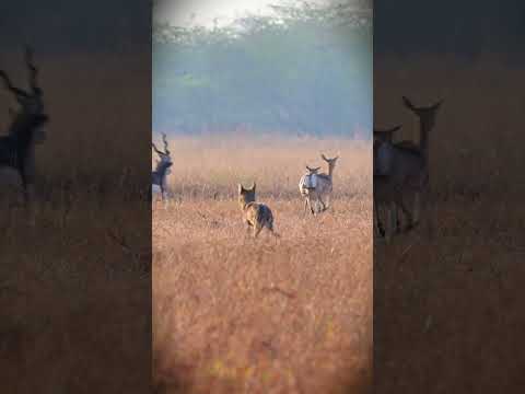 Indian Grey Wolf Chasing a Blackbuck at Velavadar | Wildlife in Action
