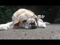 【自作カラオケ音源】いつか冷たい雨が/イルカ