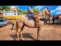 FEIRA DE CAVALO EM BEZERROS PE!! FEIR DO SÁBADO!!