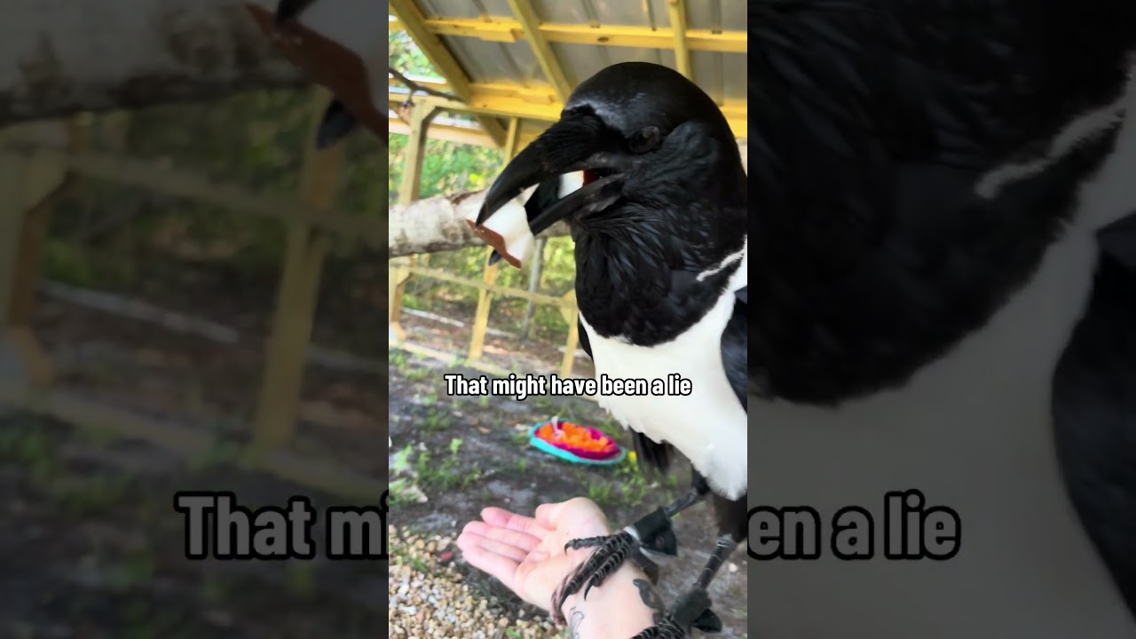 Trixie the Crow Tries Coconut (sort of)