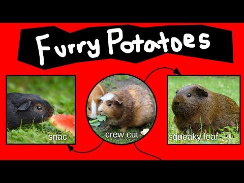 furry-potatoes