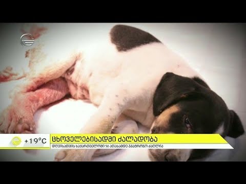 ცხოველების წამების ფაქტები მკაცრად დასჯადი გახდება