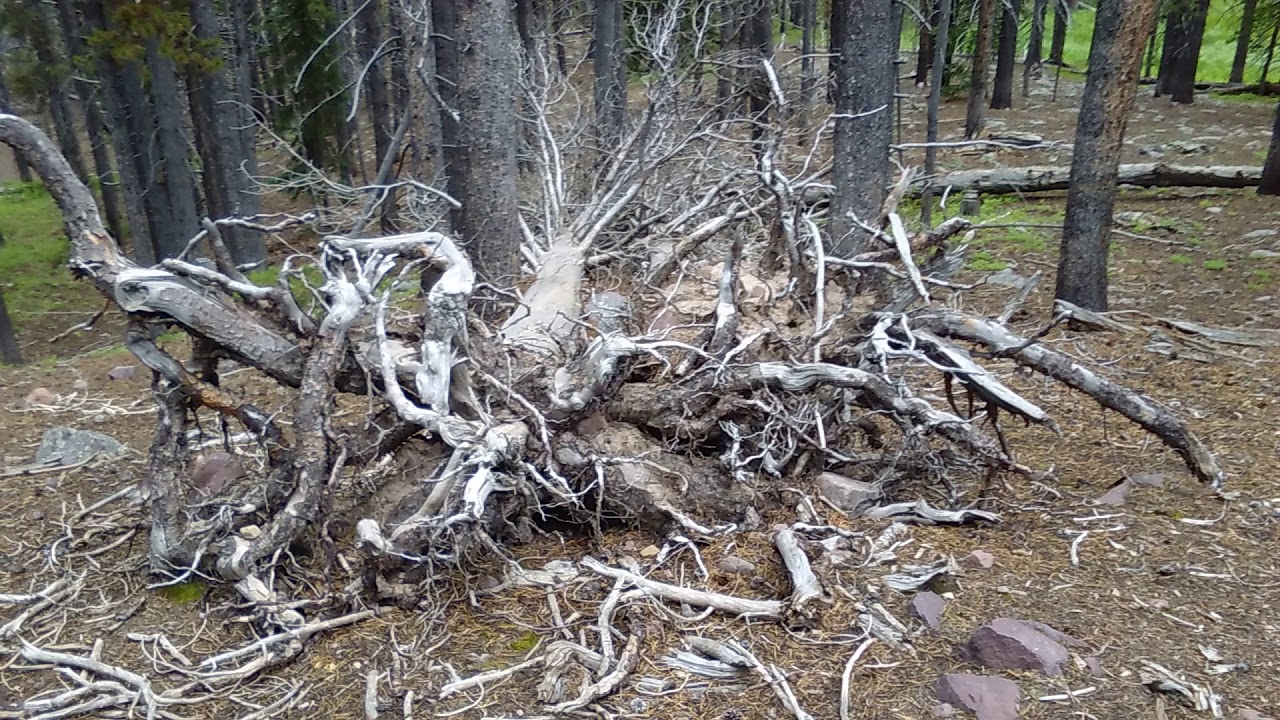 Apple Tracks YouTube