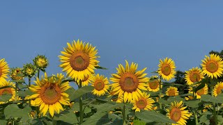 21 07 29 ほぼほぼ見頃です 若宮のひまわり畑 その3 愛媛県大洲市 Youtube 21 07 29 ほぼほぼ見頃です 若宮のひまわり畑 その3 愛媛県大洲市 Youtube