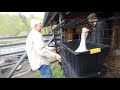 Hissing Guard Goose to protect Chickens (like old times)