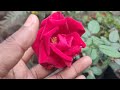 Pushpanjali  nursery excellence rose  flowers  excellence pahla ful vlogs