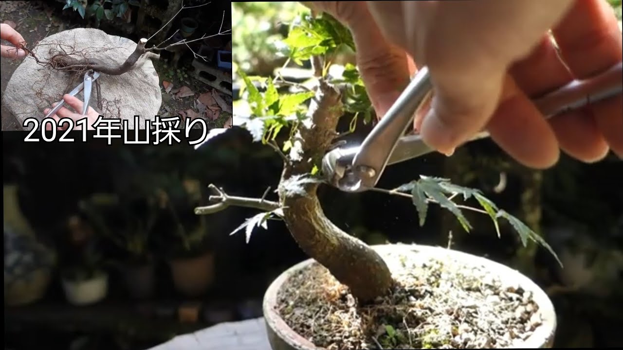 2021年に山採りしたイロハモミジ（ ♯291）の成長記録 ♯412 - YouTube