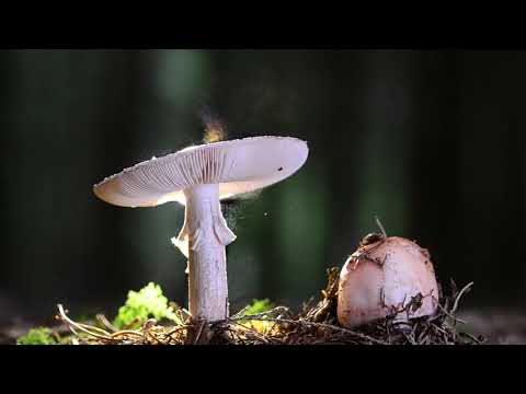 Amanita rubescens - Spread the spores! 