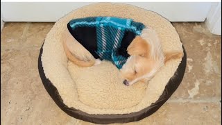 Cómo hacer una cama para tu mascota