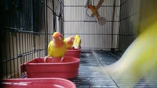 Lovebird Diet Care Tips | Lovebirds Food List | Lovebird Eating Food | Love Birds Food Names