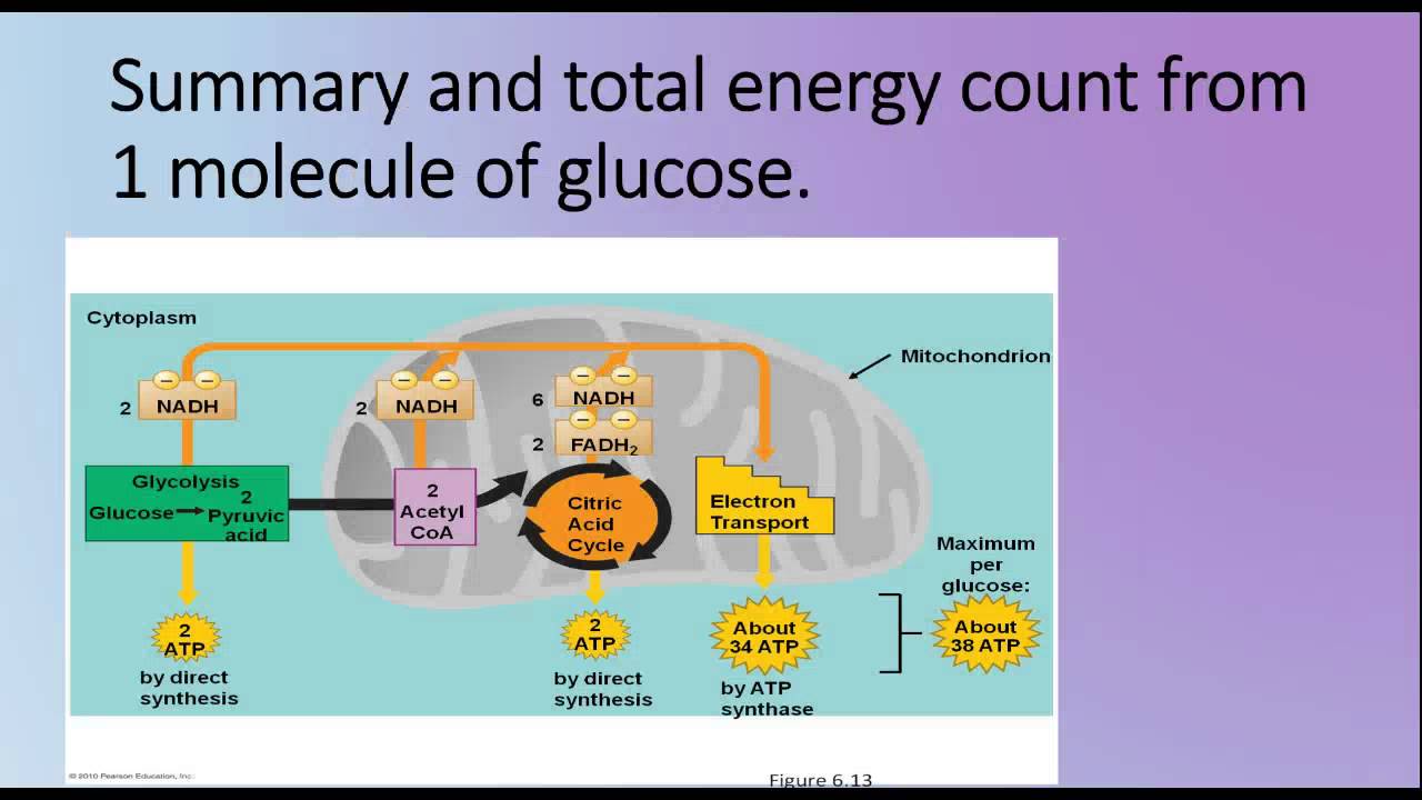 unit 8.2 cellular respiration - YouTube
