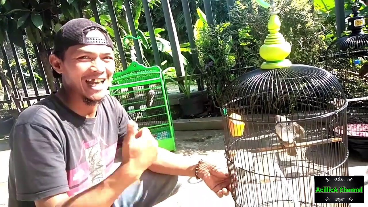 Burung TRUCUKAN | Tutorial Gantang Burung Berkicau 