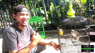 Burung TRUCUKAN | Tutorial Gantang Burung Berkicau @ACILLICACHANNEL