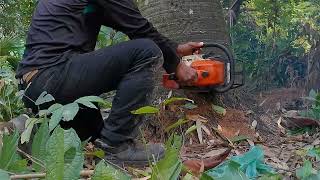 The tree is beautifully cut with chainsaw machine. | a.cutting