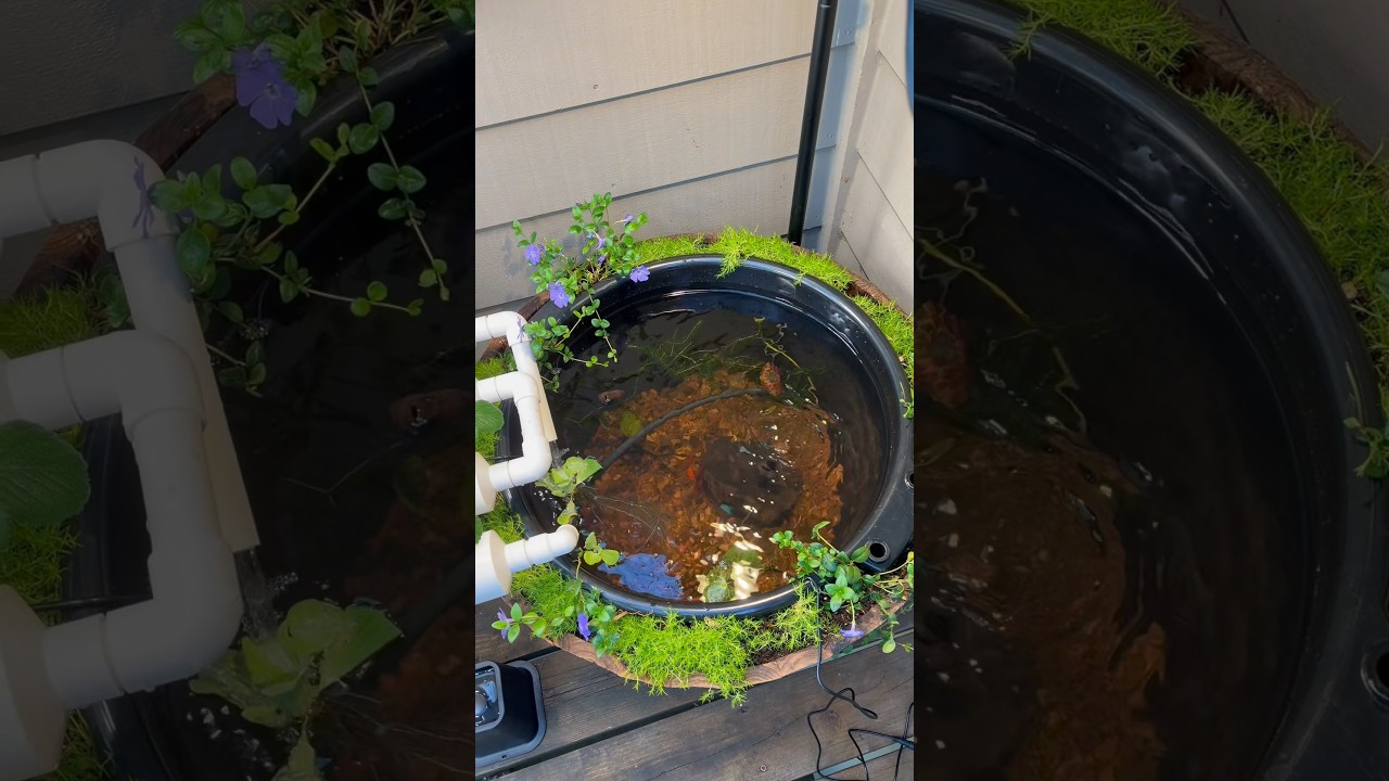 PNW Balcony Hydroponics + Gardening 🪻🌲🌸🌱 #fishpond #hydroponics #aquaponicssystem #gardening