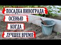 🍇 Даже не ДУМАЙ в ЭТО время ПЕРЕСАЖИВАТЬ САЖЕНЦЫ винограда из ШКОЛКИ на ПОСТОЯННОЕ место.