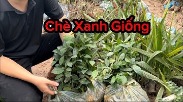 Cây Giống Chè Xanh Lấy Lá Uống Nước - Giao Cây Toàn Quốc