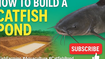 How to Build a Catfish Pond for 1,000 Fish | Step-by-Step Guide 2025