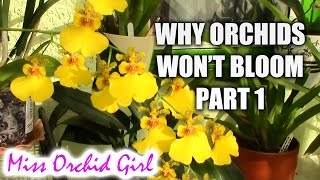 Why an Orchid doesn't bloom Part 1 - Environment
