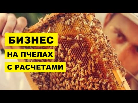 Бизнес на пчелах с расчетами | Пчеловодство | Пчелиный бизнес