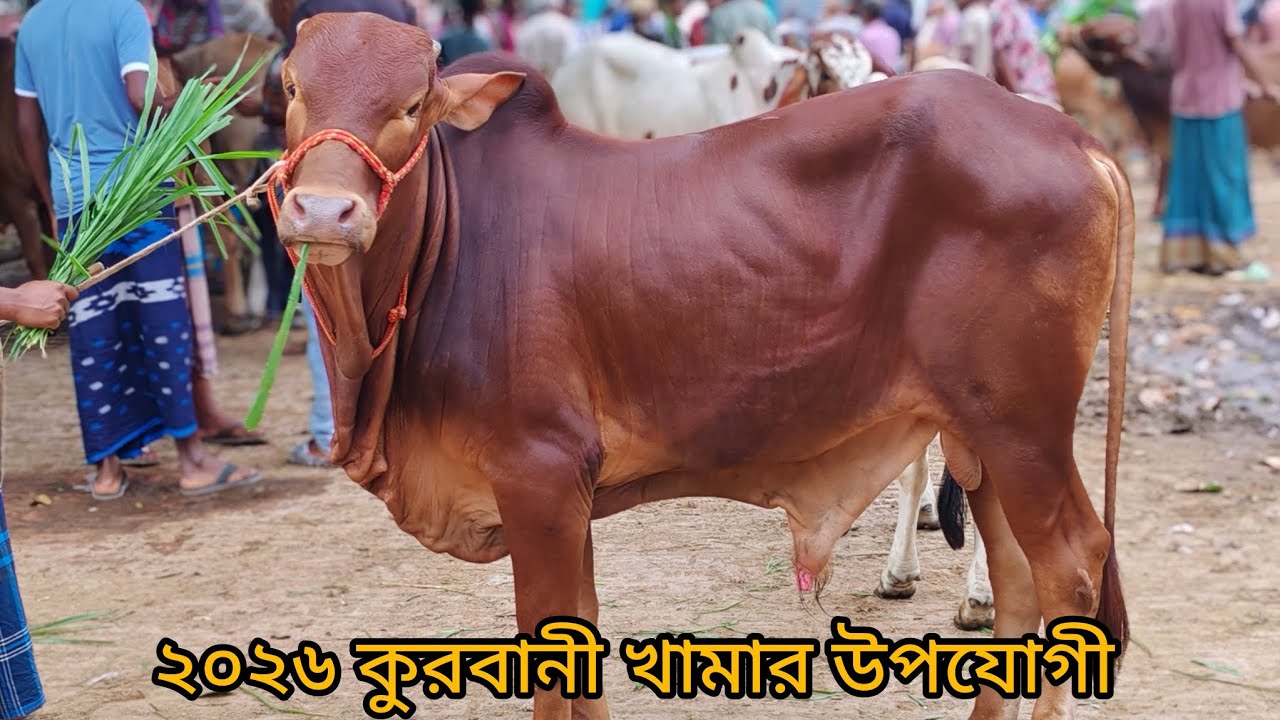 ২০২৬ কুরবানির জন্য শাহিওয়াল ষাড় | Joypurhat নতুন হাট | আজকের সেরা গরু