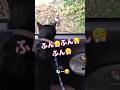 まるで園児⁉️猫の必殺技‼️ #しゃべる猫