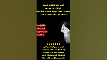حاول مساعدة ببغاء الكوكتيل لديك على الصفير والغناء Https Youtu Be 8Z0bLS6GUJA 