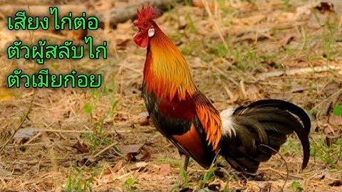 เสียงไก่ต่อตัวผู้สลับเสียงไก่ต่อตัวเมีย