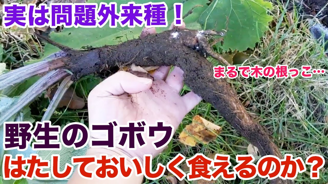 実は問題外来種 野生のゴボウは果たしておいしく食えるのか Youtube