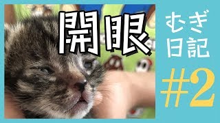 子猫の目がじわじわ開いてきたよ。#むぎ日記 ② by ねことまひる 385,205 views 5 years ago 9 minutes, 20 seconds