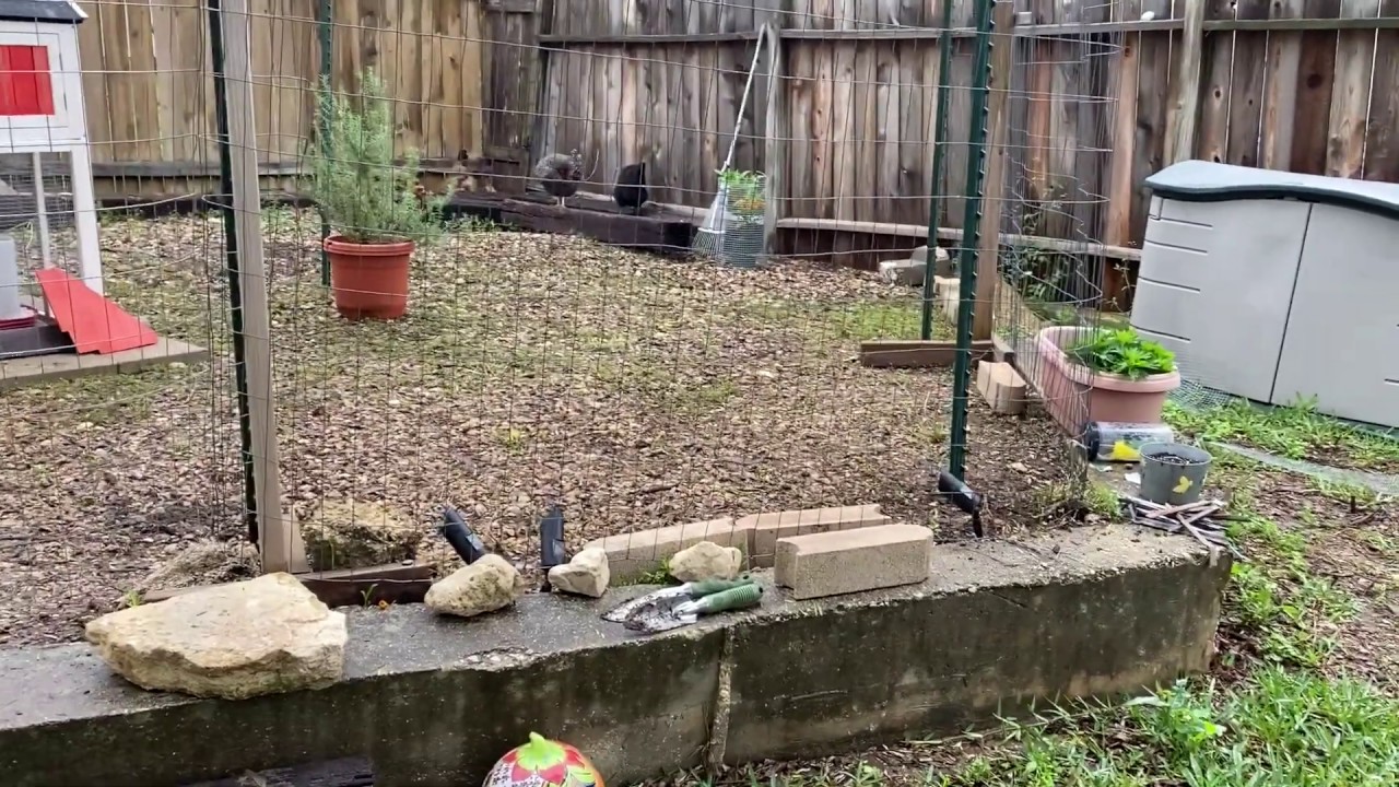 Ultimate Predator Proofing Fencing for Backyard Chickens YouTube
