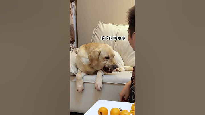【旺仔很忙🐶wangzai is busy】狗子终于上当了...The dog finally fell for it...