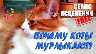 Почему коты мурлыкают?