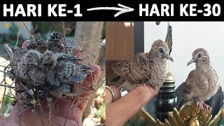 PERTUMBUHAN BURUNG PERKUTUT DARI ANAKAN SAMPAI DEWASA