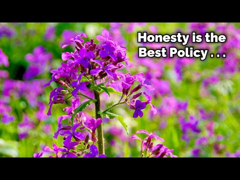 Video: Ce face nectarul - Cultivarea plantelor pentru nectar în grădină
