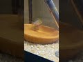 My German Blue Rams are laying eggs currently!! 😁. #aquarium #fishtank #germanbluerams #rams