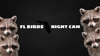 LIVE  FLORIDA Bird Feeder Cam  TUESDAY NIGHT Stream Nature Sounds #cattv #livecamera #live