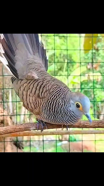 Anggun Memukau Perkutut nguwor kuor kuor #perkutut #perkututperkutut #kutut #birds #burung #perkutut