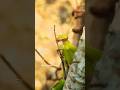 Praying mantis #nature #forest #naturelovers #photography #wildlife #green #shorts #trending #new